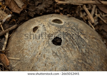 Close-up of an old coconut shell on the ground that looks like a face or a mask. Concept of forgotten things and nature