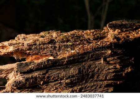 Close-up of an old, decaying fallen tree trunk in a dark forest.