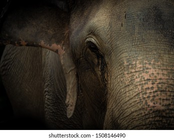 Closeup Old Elephant In Thailand Sanctuary .