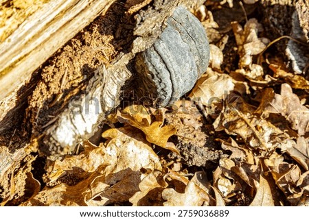 Close-up of an old fallen tree trunk with decaying wood and a grayish fungus, abundant dry leaves on ground, Tosch-Langeren nature reserve, winter day in Maaseik, Belgium