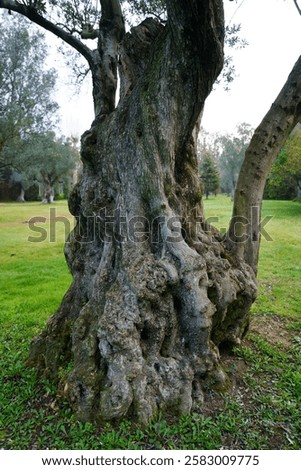 Similar – Image, Stock Photo An old gnarled tree stands on a flooded meadow, frozen by the frost.