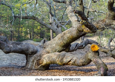 Closeup Old Huge Oak Tree In A Forest