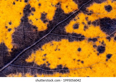 A closeup of an old leaf in autumn. Background