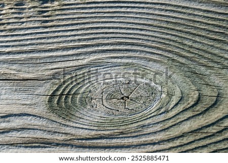 Similar – Image, Stock Photo shady plants Colour photo