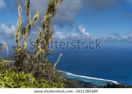 A closeup of the old man's beard tree, Spanish moss, Tillandsia usneoides. French Polynesia.