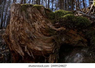 Close-up of an old moldered tree stump in Bavaria
