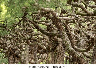 Close-up of old pine tree branches with intricate twisted bark texture in a forest.