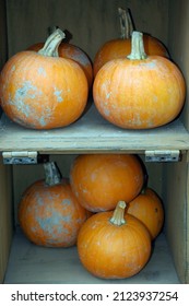 A closeup of old pumpkins