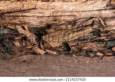 Closeup of old rotten wood log. Old tainted wood log in a house. old cracked rotten damage wood.