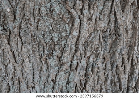 Close-up of a old tree bark