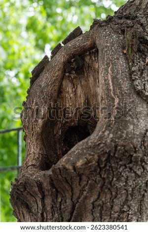 Close-up of an old tree trunk with a large hollow and rough textured bark.