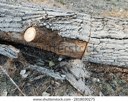 Close-up of old tree trunk sawed through the middle and torn apart
