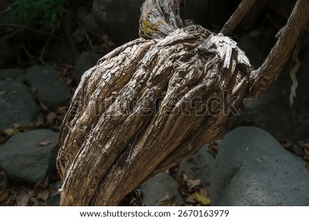 A close-up of an old twisted tree root with rough textures, showcasing the strength and resilience of nature in the forest.