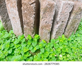 Close-up of old, weathered red bricks standing vertically, surrounded by a lush bed of vibrant green creeping ground cover plants with crinkly textured leaves.