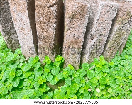 Close-up of old, weathered red bricks standing vertically, surrounded by a lush bed of vibrant green creeping ground cover plants with crinkly textured leaves.