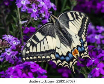 Close-up of the Old World swallowtail or the common yellow swallowtail (Papilio machaon) with yellow wings with black markings and one red and six blue eye spots below each tail among purple flowers - Powered by Shutterstock