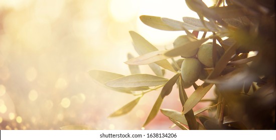 Closeup of olive fruit on tree branch. Olive garden and sunlight background design. Mediterranean old olive trees growing.