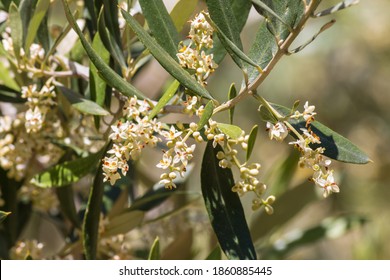 closeup of an olive tree branch in bloom with blurred background - Shutterstock ID 1860885445