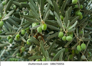 Closeup of Olive tree with green olives. Healthy food. Organic background. - Shutterstock ID 1886750056