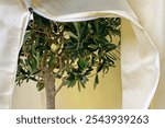 Close-up of an olive tree under a winter protection fleece with a zipper, Mediterranean plants need to be protected from cold and frost for overwintering outdoors