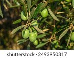 Close-Up of Olives growing on tree