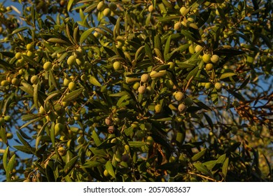 Close-up of olives on an olive tree, Olea europaea, at dawn on a sunny day. Image of the Mediterranean diet and culture. Island of Mallorca, Spain - Shutterstock ID 2057083637