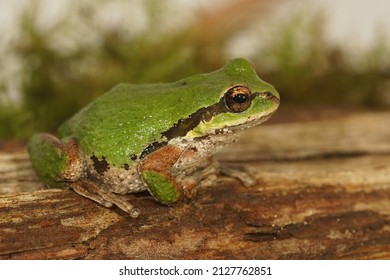 Closeup on an adult green Pacific treefrog, Pseudacris regilla sitting on wood in Southern Oregon, US - Shutterstock ID 2127762851