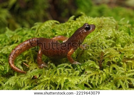 Closeup on an adult Southern Oregon Ensatina eschscholtzii salamander sitting on green moss
