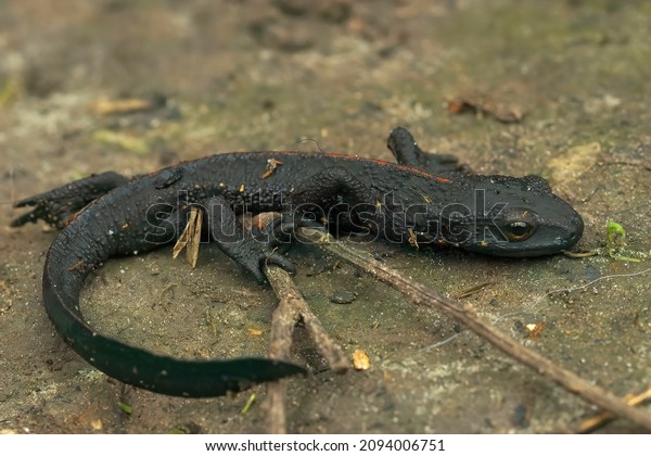 Closeup\
on an adult thin terrestral  and starved black Chinese warty newt,\
Paramesotriton chinensis found in the\
pet-trade