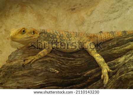 Closeup on an adult yellow colored Painted dragon lizard, Laudakia stellio laying under a heathing lamp in a terrarium