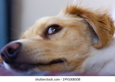 犬 怖がる の画像 写真素材 ベクター画像 Shutterstock