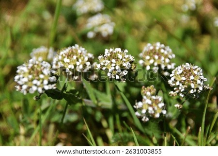 Closeup on an aggregation of unopened flowerbuds of field peppergrass or pepperweed, Lepidium campestre.Wilderness in Sweden, Småland .