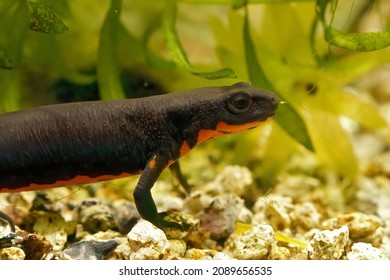 Closeup On An Aquatic Adult CHinese Fire -bellied Newt, Cynops Orientalis, In An Aquarium