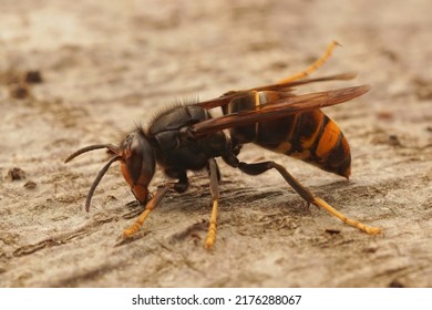 Closeup on the Asian yellow legged Hornet wasp,  Vespa velutina, a recently introduced threat to honeybees - Shutterstock ID 2176288067