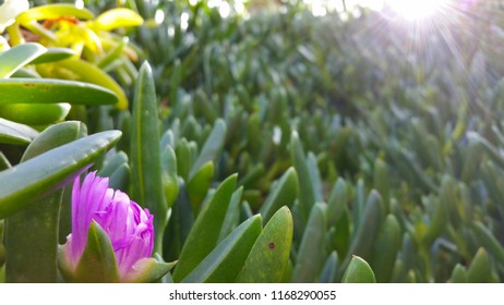 Closeup On Australian Pig Face Plant, A Coastal Succulent.