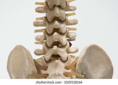 Close-up On Back View Of Human Lumbar Vertebra Model 