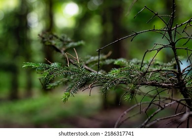 Close-up on balsam fir branches and stems in Canadian boreal forest with dark background