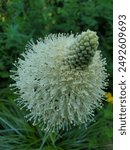 Close-up on Beargrass summer in Montana Mountains