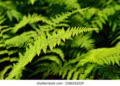 
Close-up on beautiful forest ferns on a dark background
