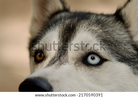 Close-up on beautiful heterochromatic eyes brown and blue  eyes of a husky dog.