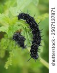 Closeup on a black caterpillar of the European peacock butterfly, Aglais io feeding on nettle