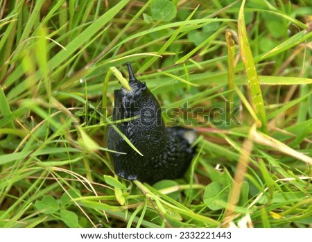 A close-up on a black snail without a shell eating a piece of a fresh grass 