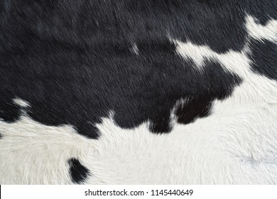 Close-up On Black And White Cow Skin Fur Texture