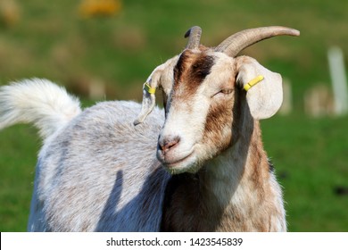 Closeup on a Boer Goat with a brown and white head