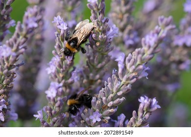 Closeup On Bombus Terrestris,  The Buff-Tailed Bumblebee or Large Earth Bumblebee, Colecting Pollen On Lavandula Augustifolia Growing In A Private Garden, In Leipzig, Germany.