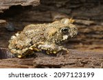 Closeup on a brassy colored juvenile of the Western toad, Anaxyrus boreas sitting on wood in North California