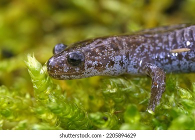 Closeup on a brilliant blue juvenile Northeast Salamander , Hynobius lichenatus, endemic to Japan only sitting on green moss