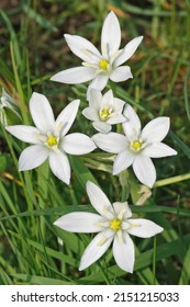 Closeup on the brilliant white flowers of a fresh emerged garden star-of-Bethlehem plant, Ornithogalum umbellatum in the field
