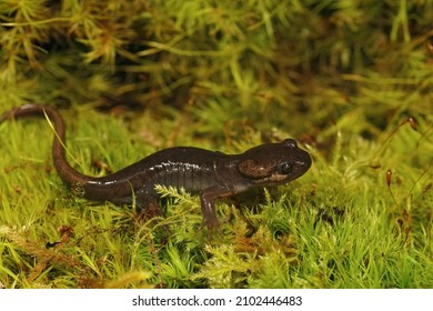Closeup on a brown juvenile northwestern salamander , Ambystoma gracile sitting on green moss