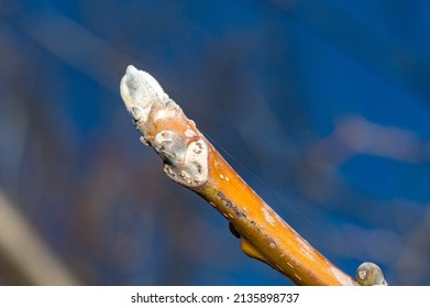 Closeup On Bud Of Juglans Regia (Persian Walnut).